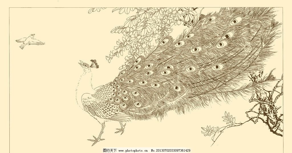 白描孔雀 线描 国画 中国画 禽鸟 动物 源文件图片