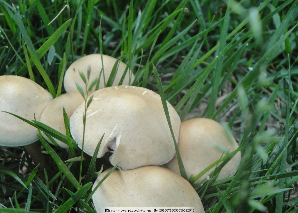 人生菇|龙头引领天地宽_第二人生