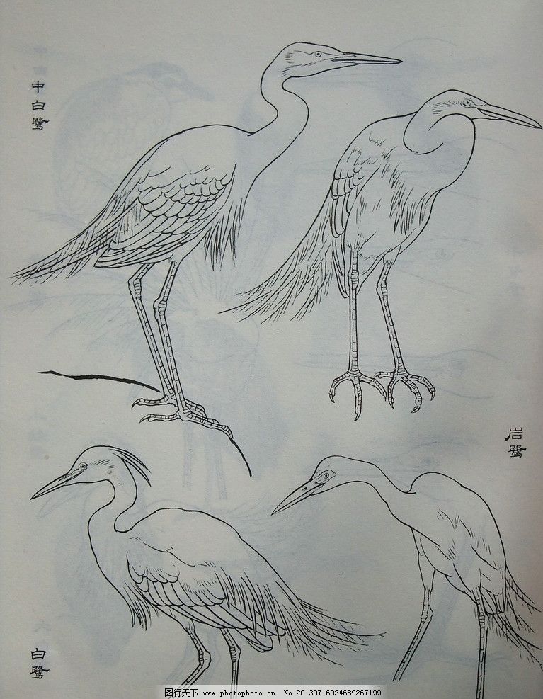 鸟类工笔画 小鸟 素材 写实 教程实例 黑白 工笔画 鸟类 生物世界