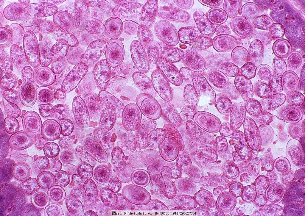 紫色微型细胞结晶体