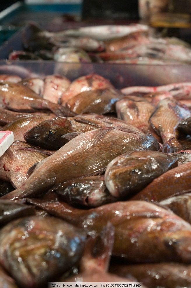 生物世界 鱼图片,鲫鱼 被剖的鱼 被宰杀的鱼 养