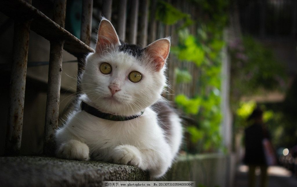 凝望中的猫咪图片