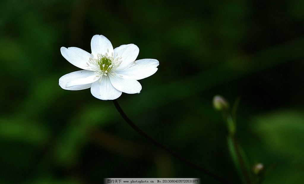 小花图片