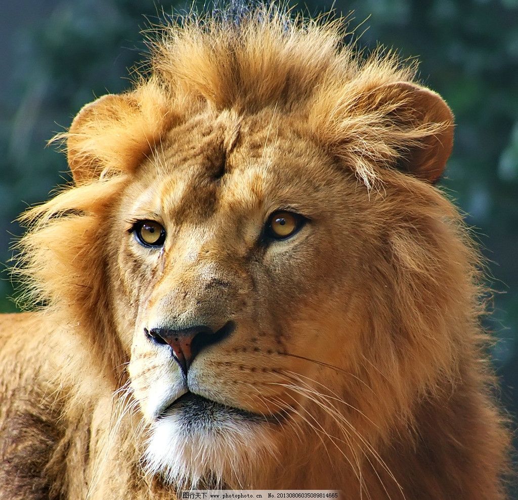 咆哮的狮子的特写镜头照片摄影图片_ID:105683821-Veer图库