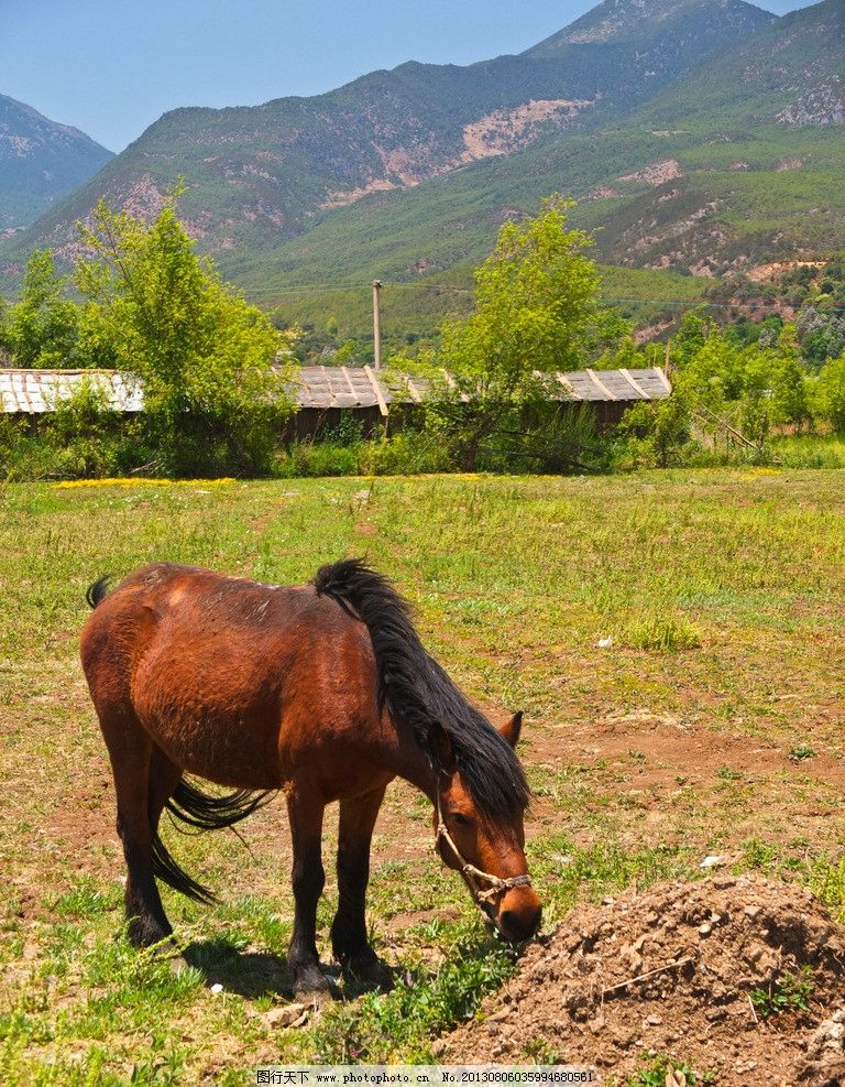骏马谣原版吉他谱