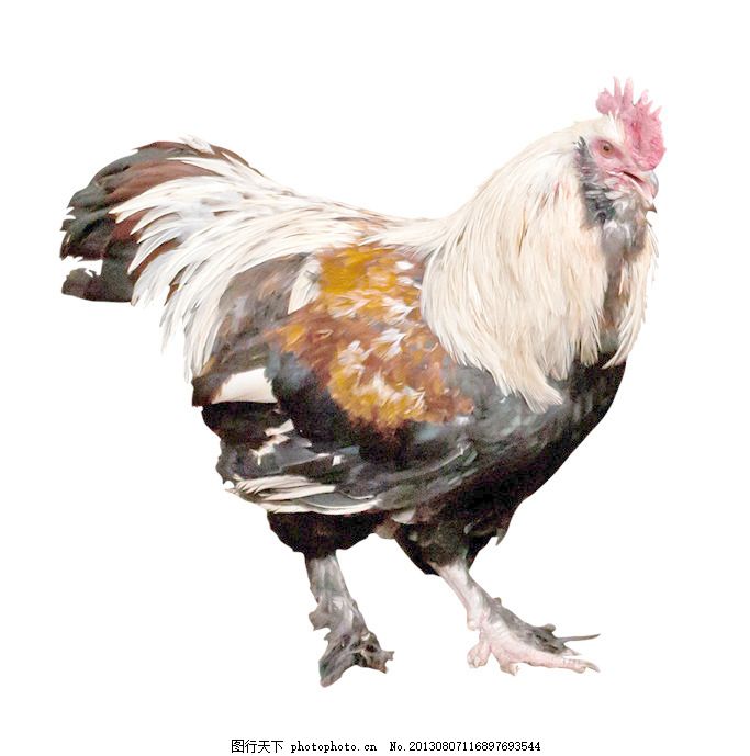 老婆梦见孩子捡了个公鸡，梦境背后的寓意与家庭和谐解析