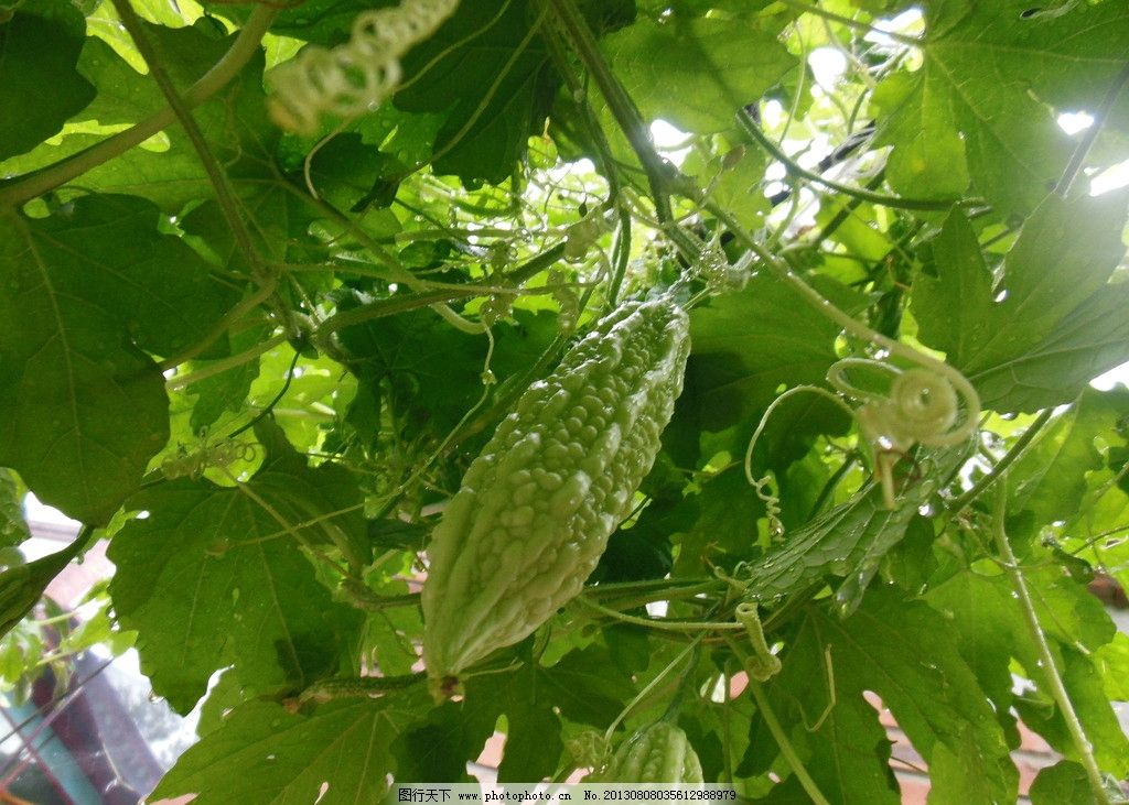 苦瓜 苦瓜叶 苦瓜秧 苦瓜架 蔬菜 水果 其他生物 生物世界 摄影 300图片