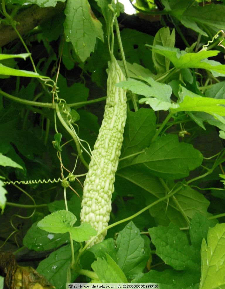 苦瓜 苦瓜叶 苦瓜秧 苦瓜架 蔬菜 水果 其他生物 生物世界 摄影 300图片