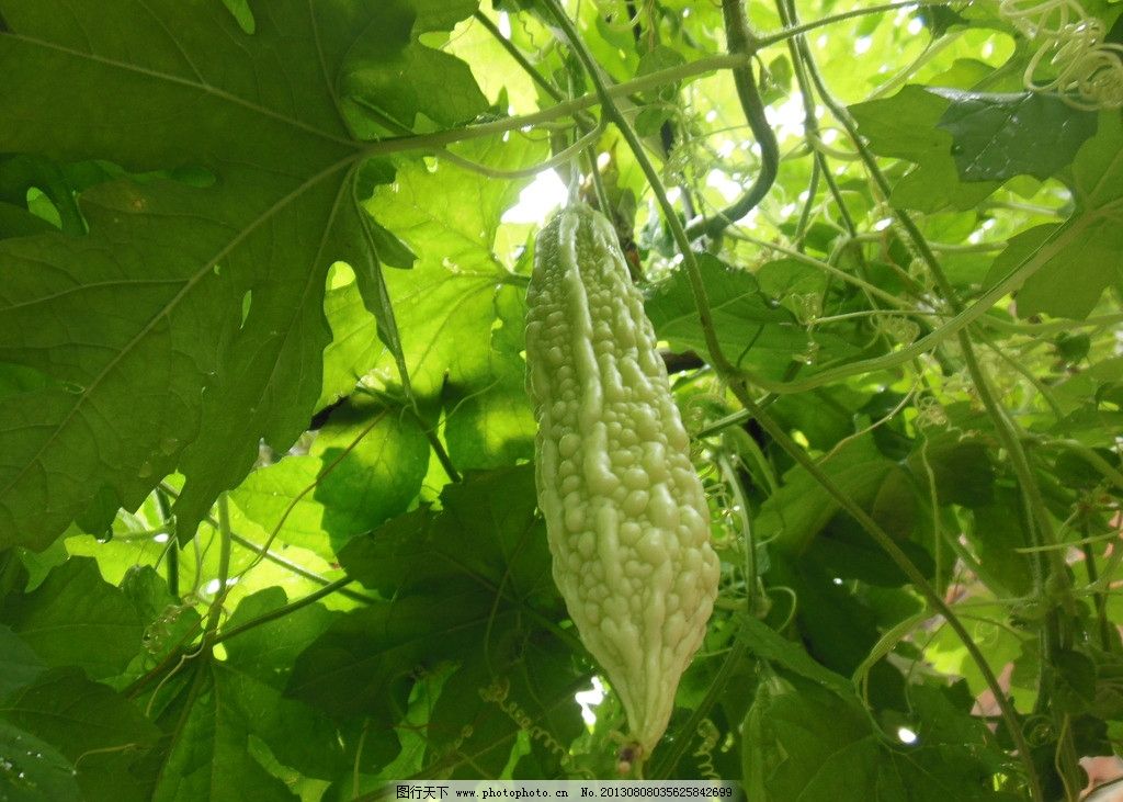 苦瓜 苦瓜叶 苦瓜秧 苦瓜架 水果 其他生物 摄影图片