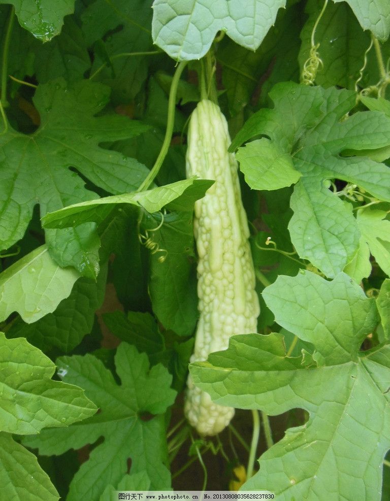 苦瓜 苦瓜叶 苦瓜秧 苦瓜架 蔬菜 水果 其他生物 生物世界 摄影 300dp图片