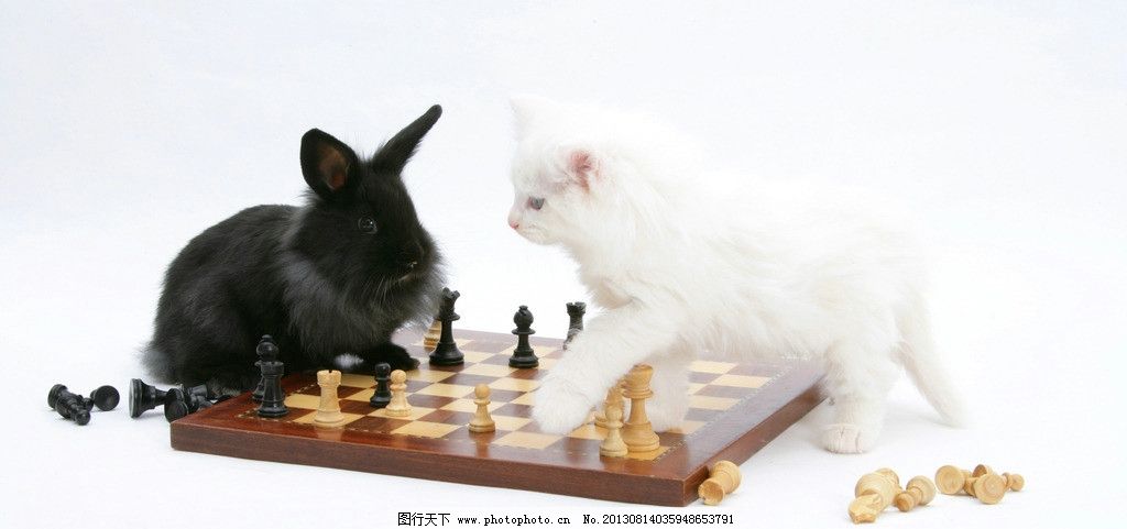 动物 小动物 可爱 兔子 兔年 生肖 小猫 下棋 摄影