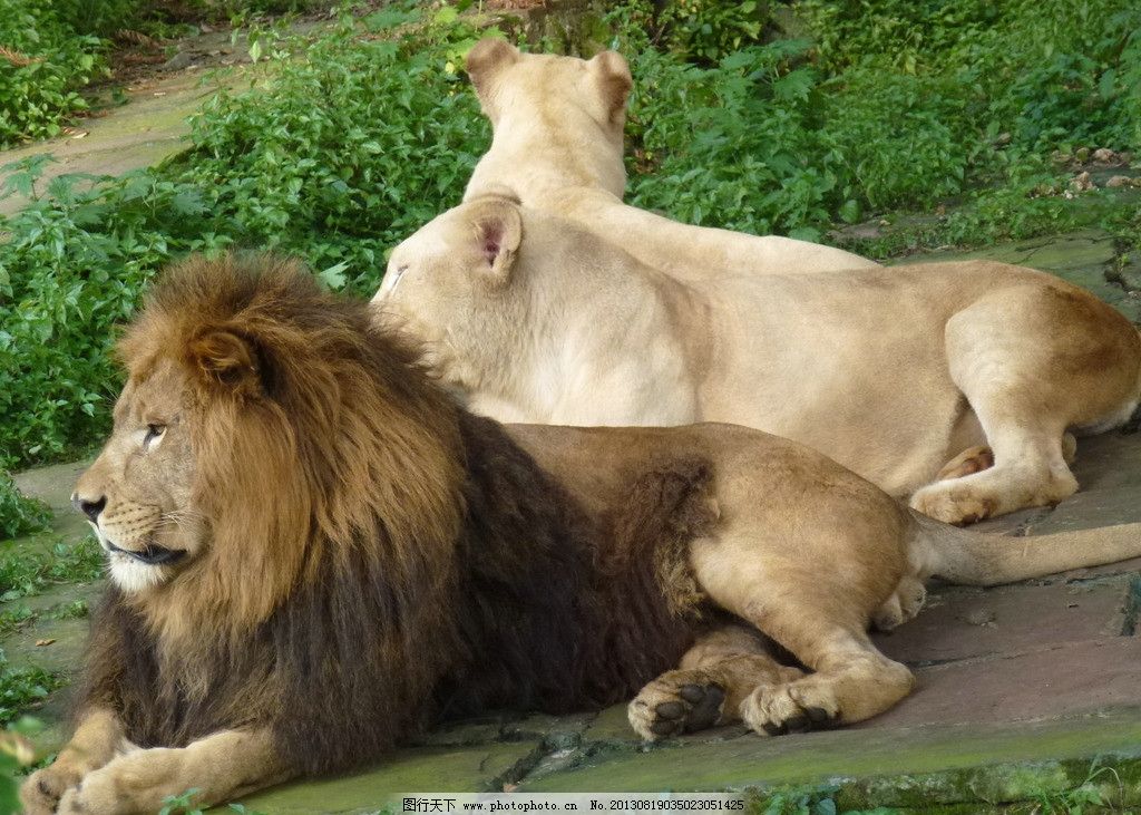 狮子图片,野生动物 猫科动物 食肉动物 猛兽 非