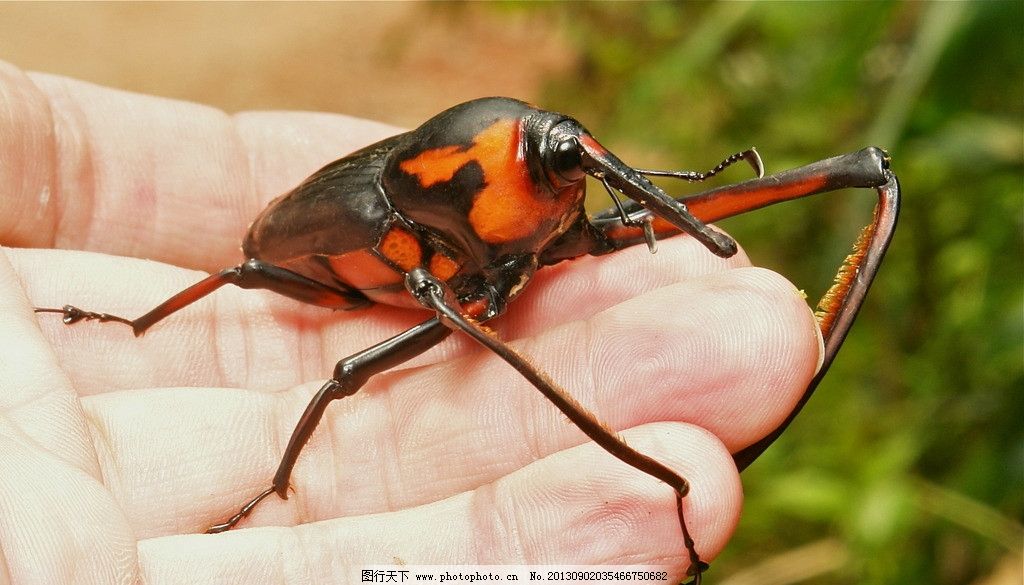 梦见大蜘蛛咬,梦境背后的深层含义与心理解析 梦见大蜘蛛咬,梦境背后的深层含义与心理解析