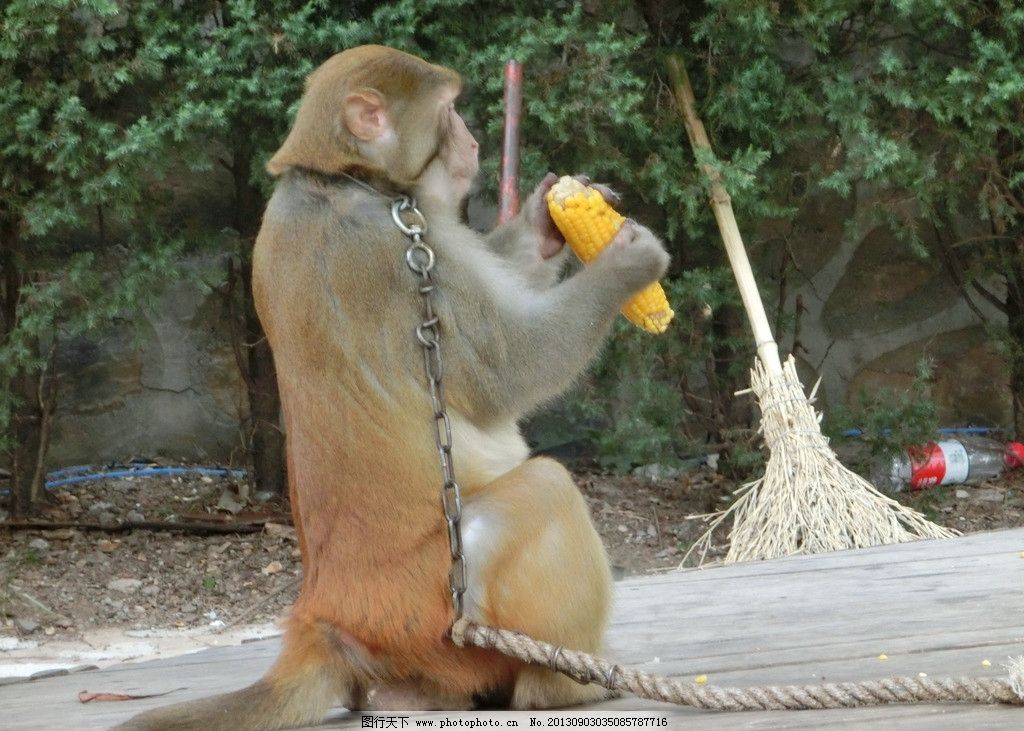 猕猴吃玉米图片,猕猴表演 猕猴谷 云台山 野生动