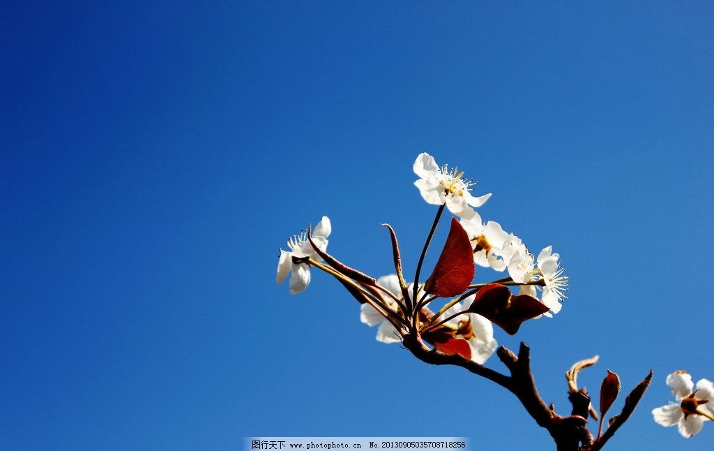 摄影图库 生物世界 花草 唯美风景荷花摄影图片 交错 鲜艳 盛开 亭亭