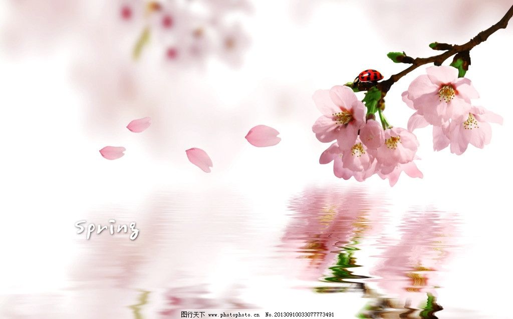 桃花花瓣速写图片展示_桃花花瓣速写图片下载