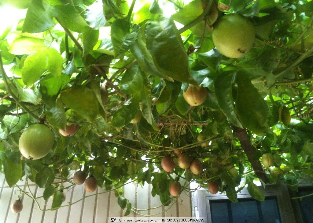 百香果果苗鸡蛋果5棵选什么牌子好 同款好推荐