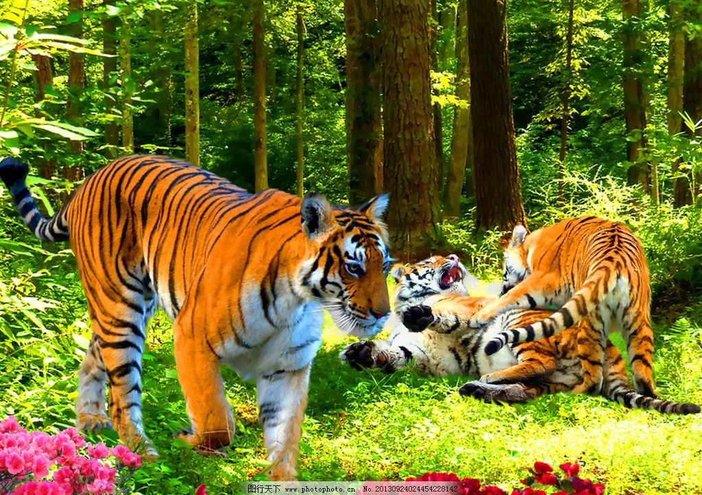 生物世界 老虎 虎群 森林 树木 花簇 草地 阳光 动漫 野生动物 设计