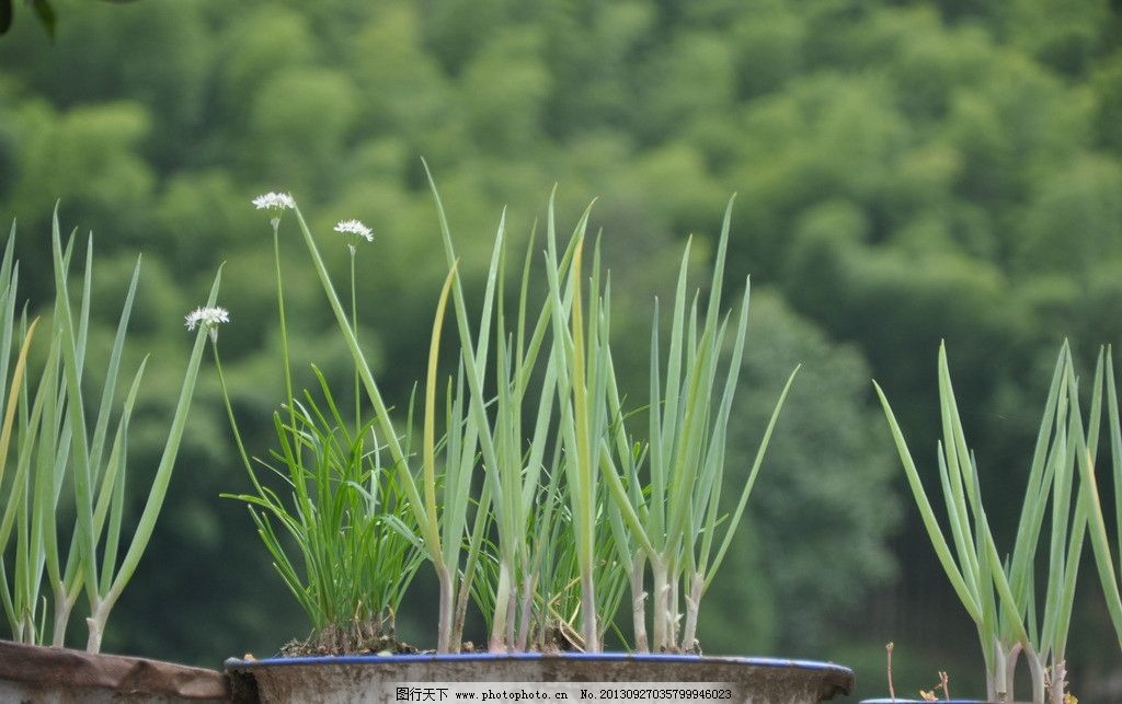 怎么办能使香葱的叶变细变硬?