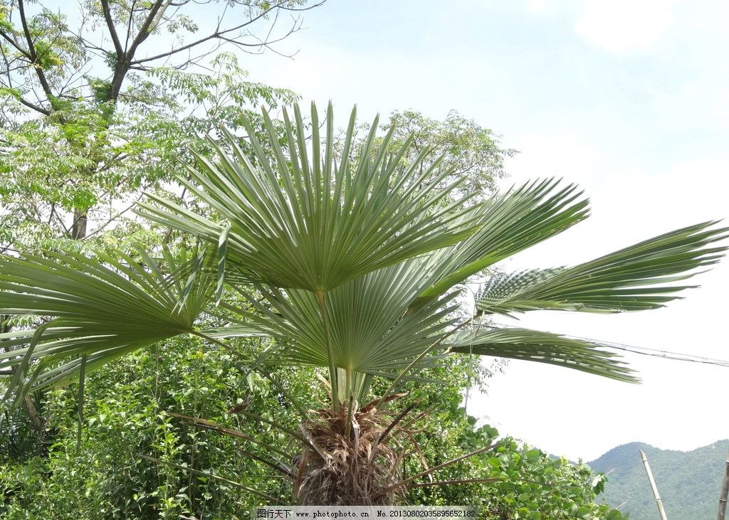 棕树,树木,植物,摄影,野外,树木树叶,生物世界,350DPI,JPG