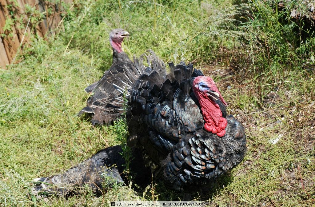 饲养火鸡的方法有什么