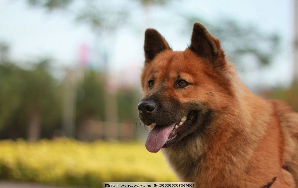黄狗图片_动物昆虫_自然风景-图行天下素材网