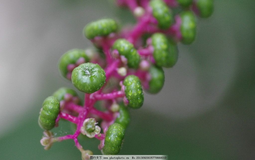 藥材植物大全